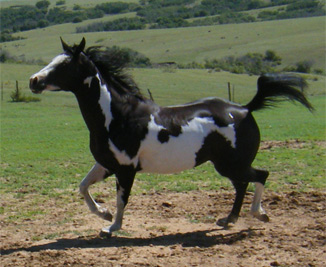 black overo mare prancing, black and white paint