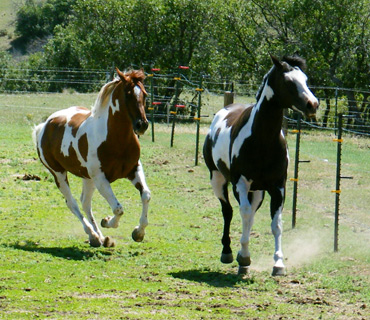 Two American Paint Horses running in the green grass, 1 brown and white, 1 black and white