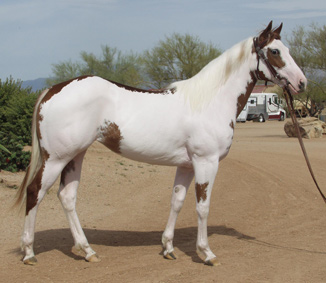 Photo of Sorrel Overo Filly full body, other side.